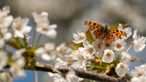 Comma butterfly, which has scalloped-edge orange wings speckled with black, on the white flowers of flowering cherry at Brockhampton Estate, Herefordshire